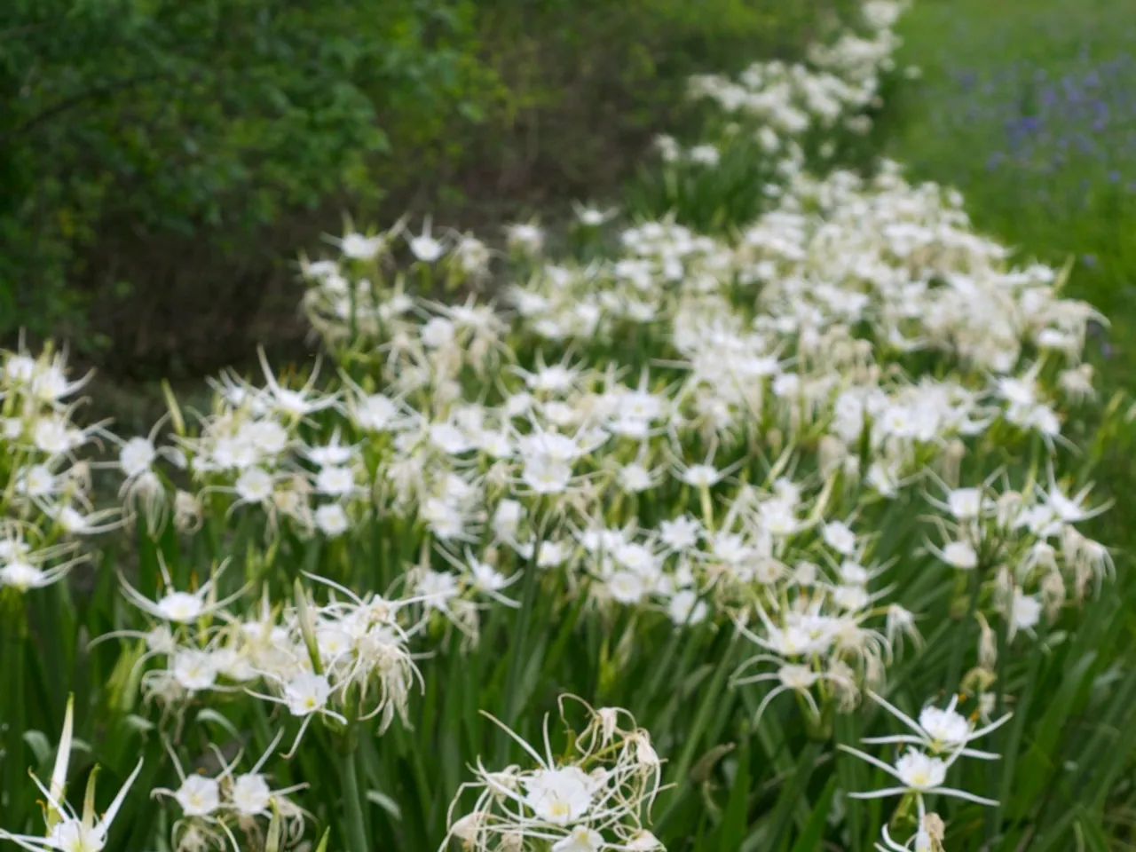Texas spider-lily