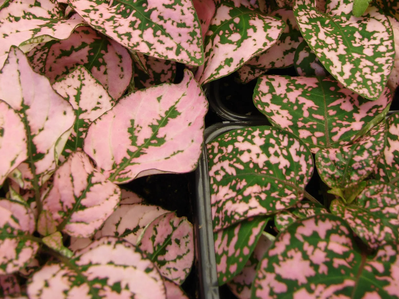 Hypoestes phyllostachya