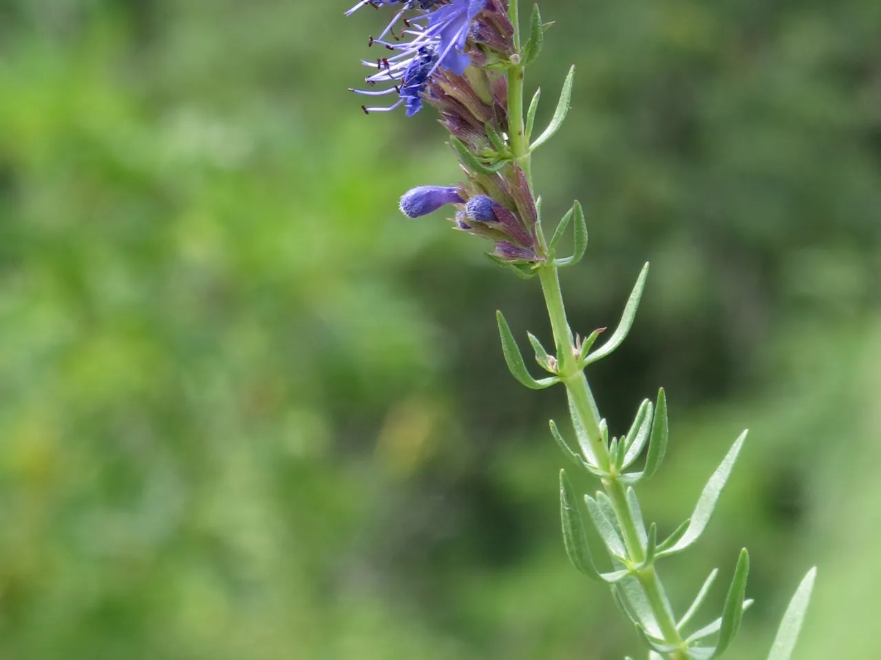 Hyssop