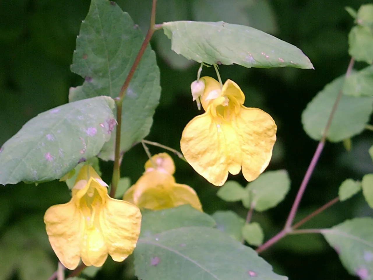 Balsam