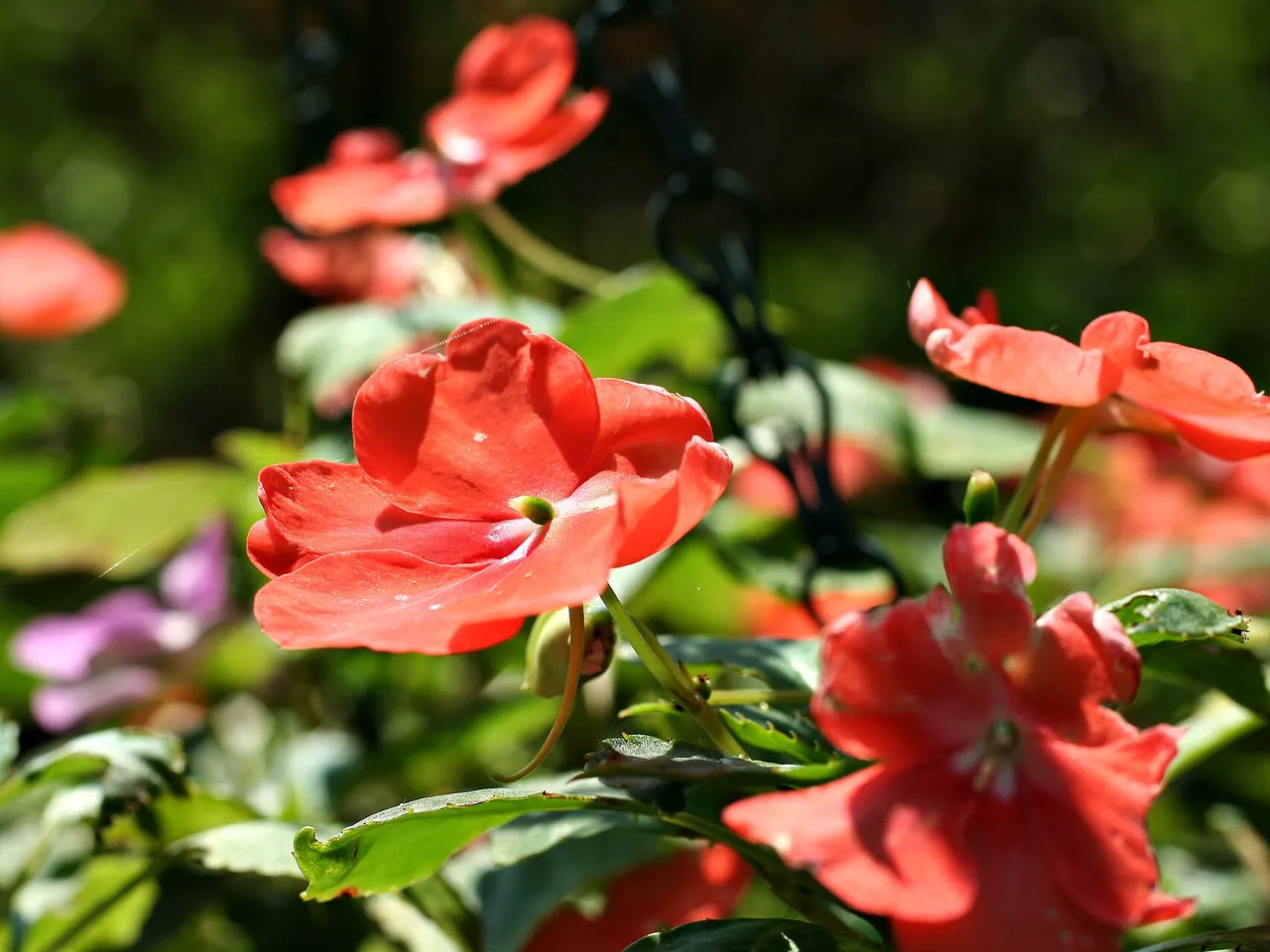 Balsam