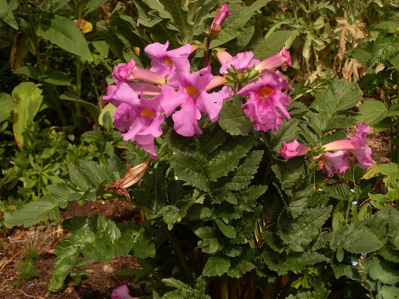 Incarvillea delavayi