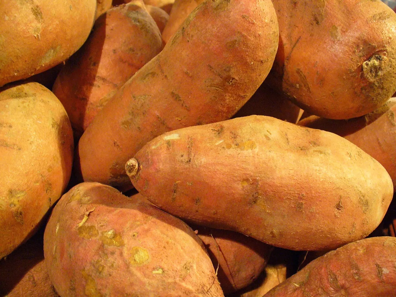Zoete aardappel