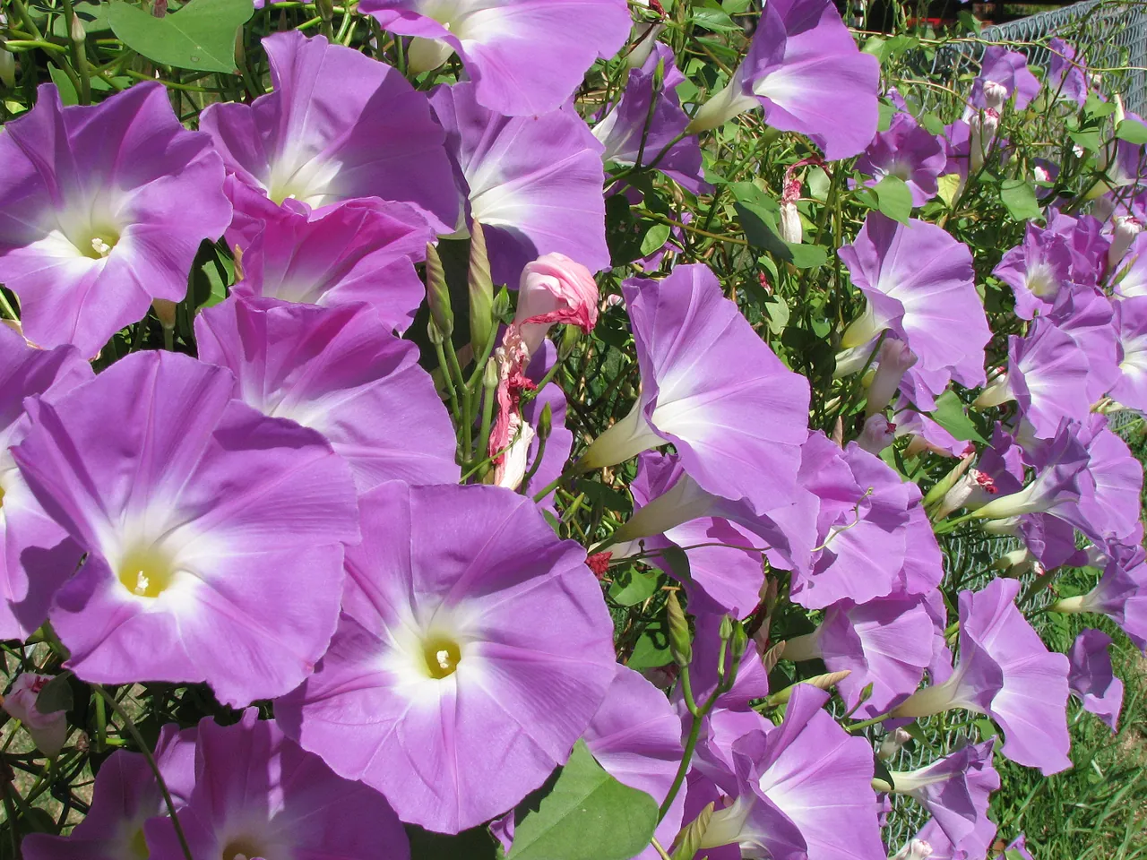 Ipomoea tricolor