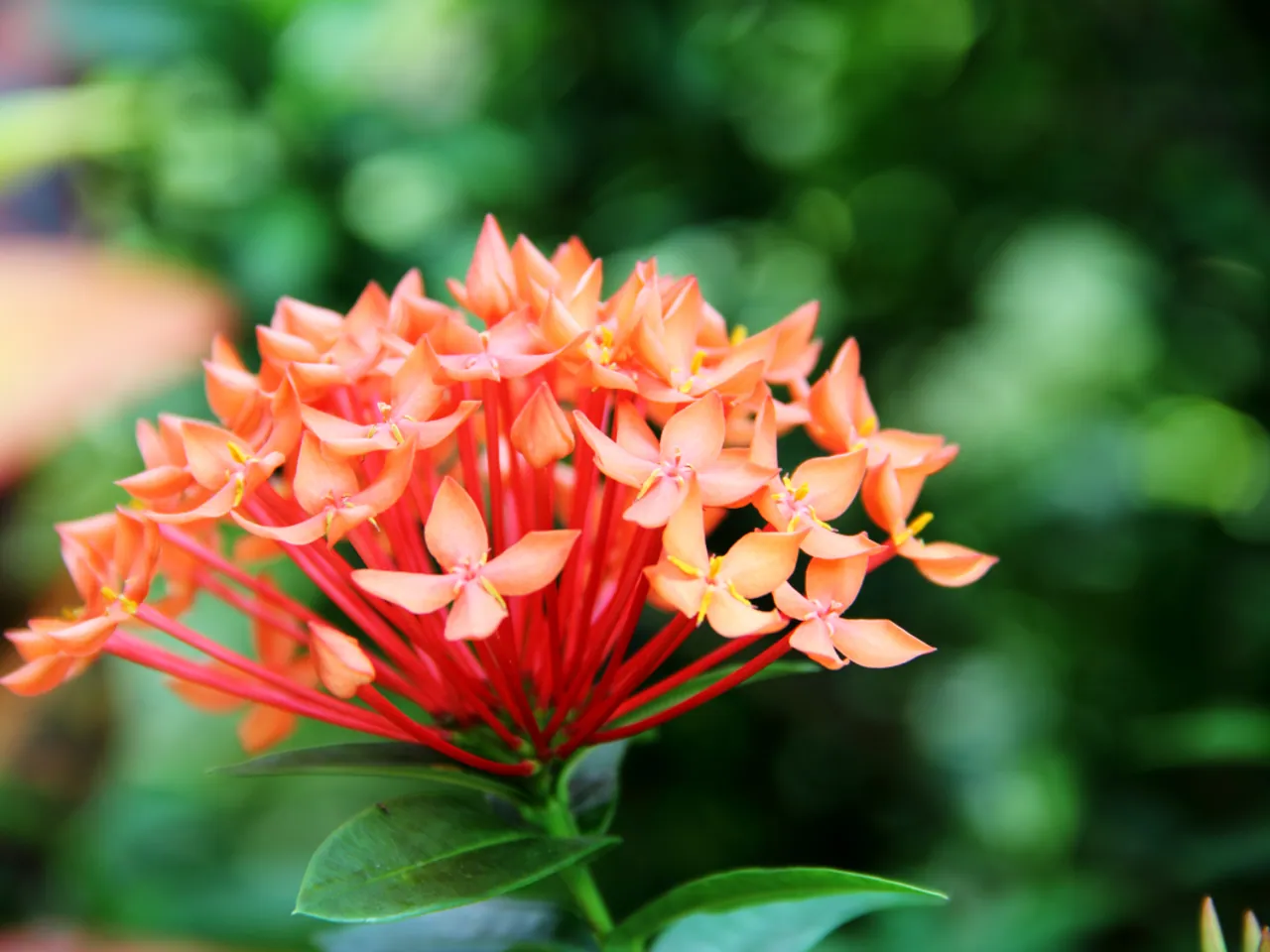 Ixora chinensis
