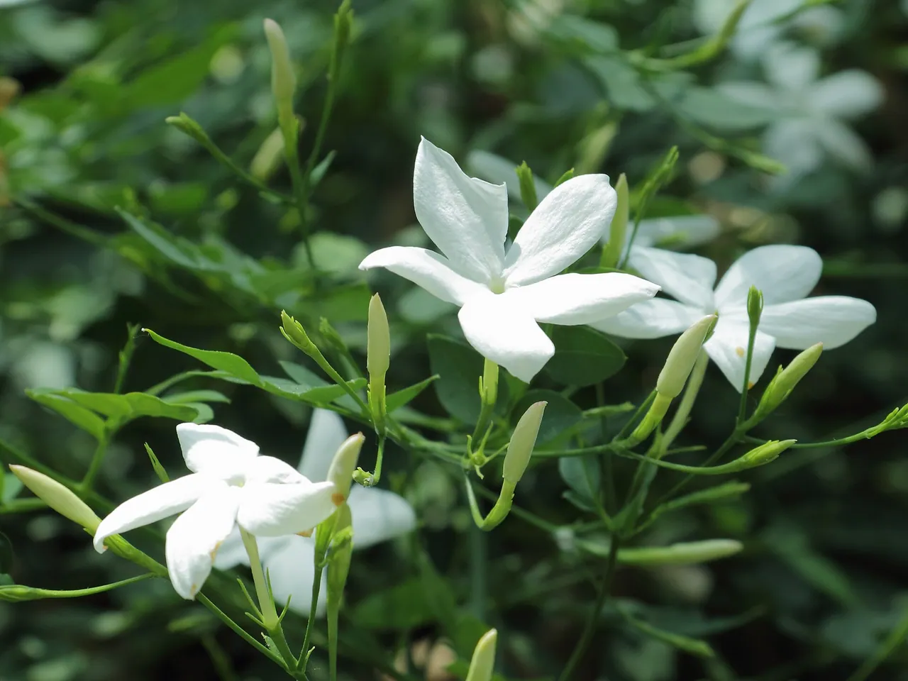 Common jasmine