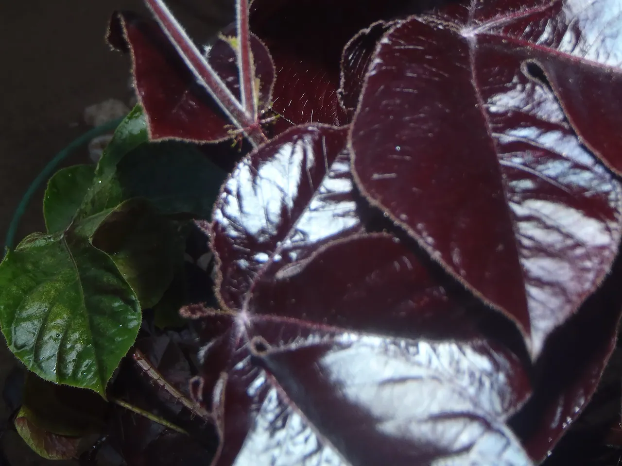 Bellyache Bush