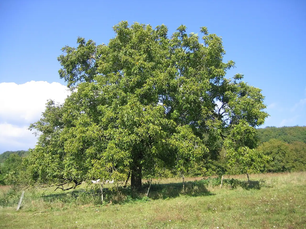 Walnoot