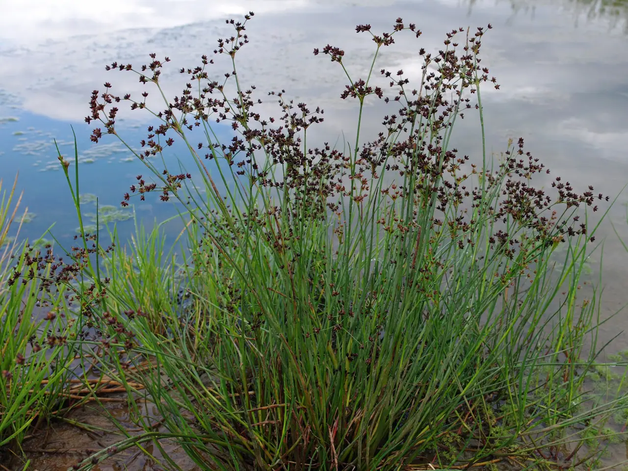 Juncus articulatus