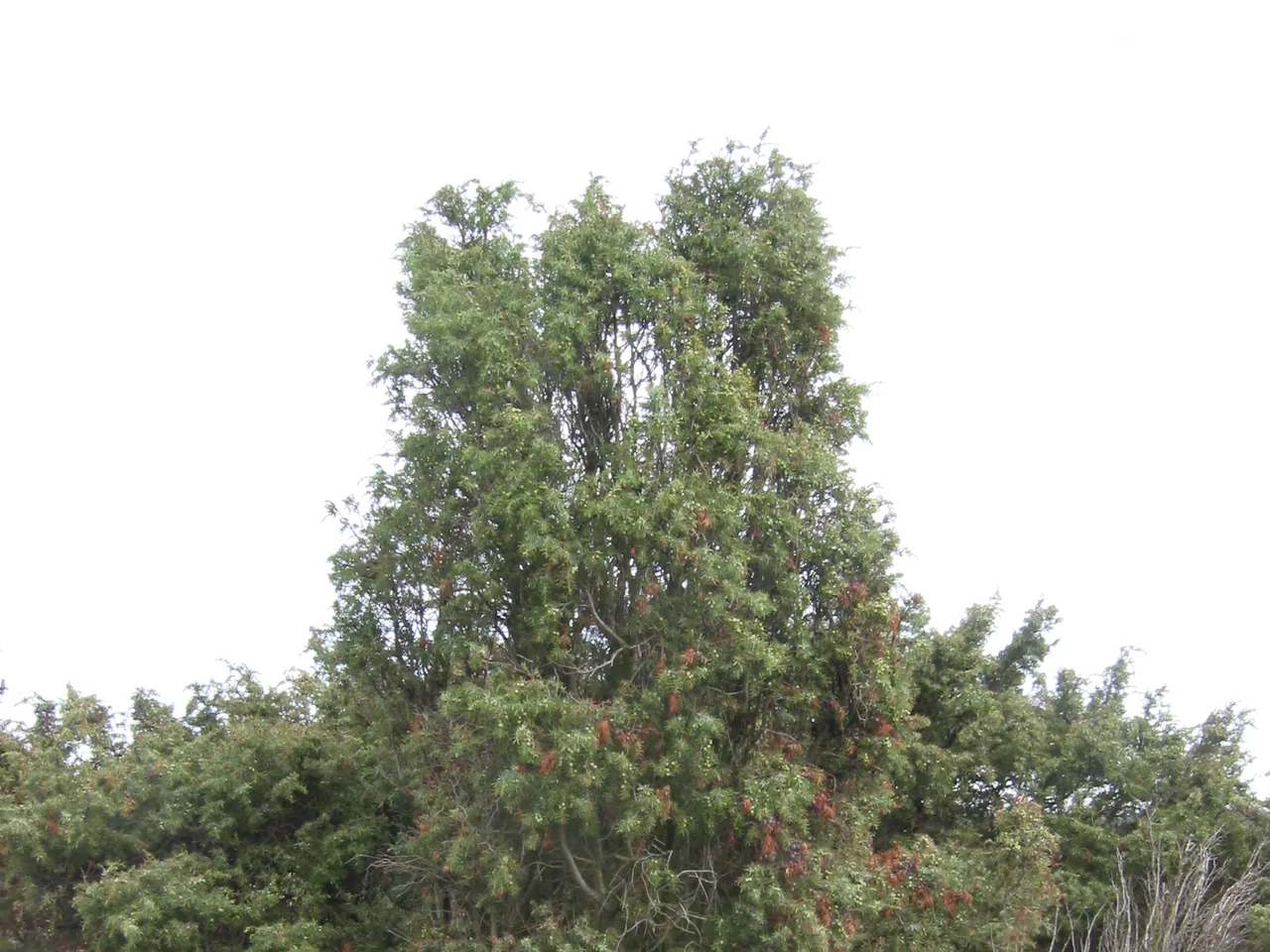 Common juniper
