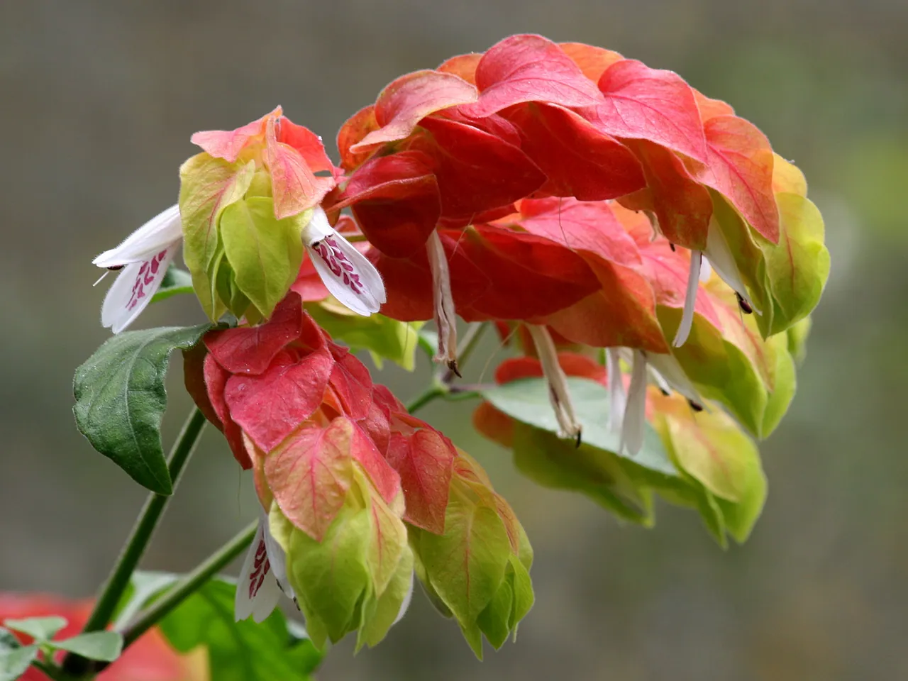 Garnalenplant