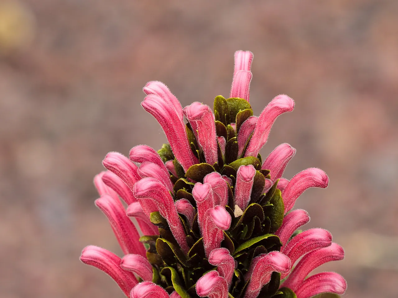 Rosa Jacobina
