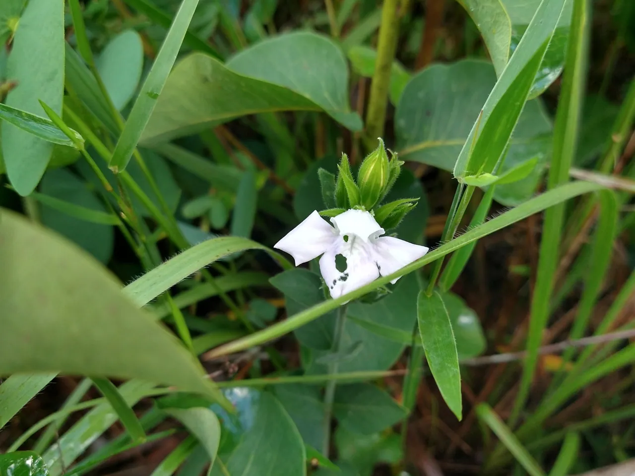 Poikilacanthus oncodes