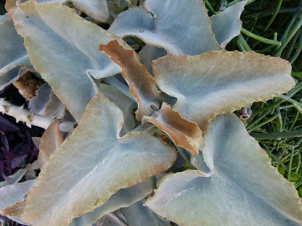 Kalanchoe beharensis