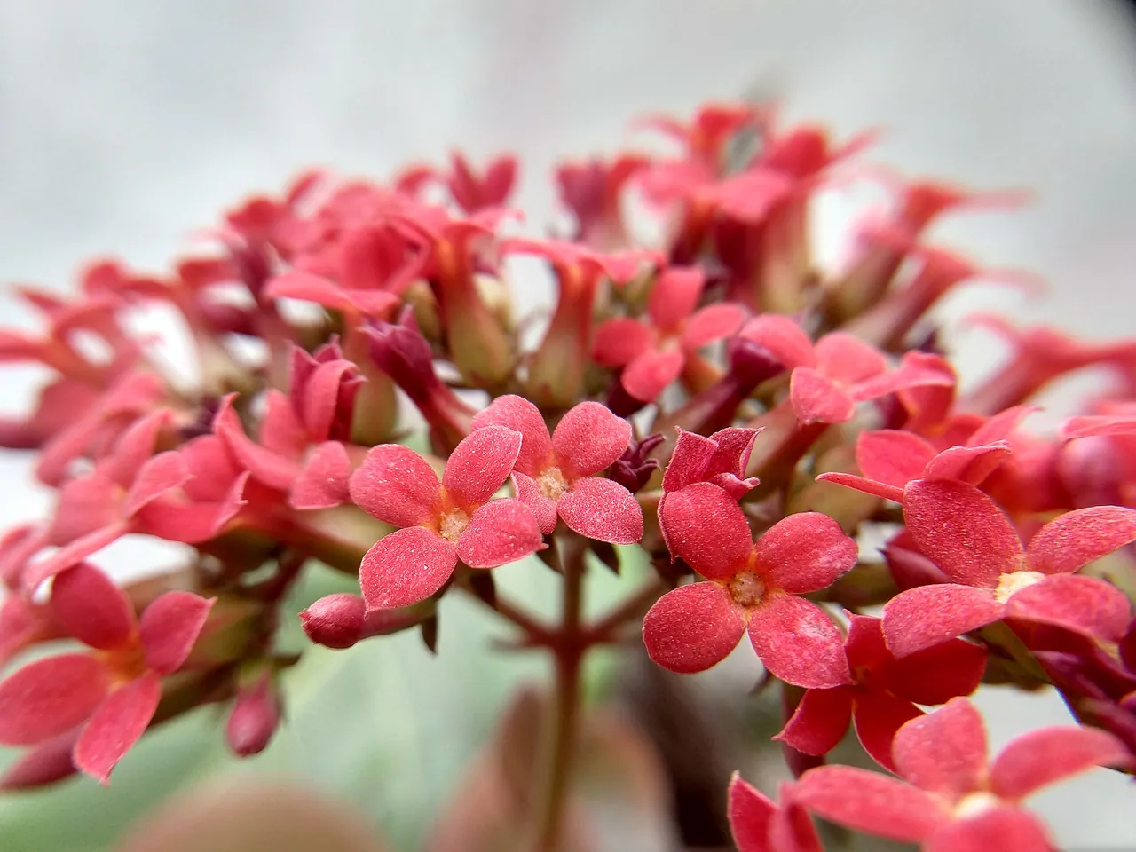 Florist's kalanchoe