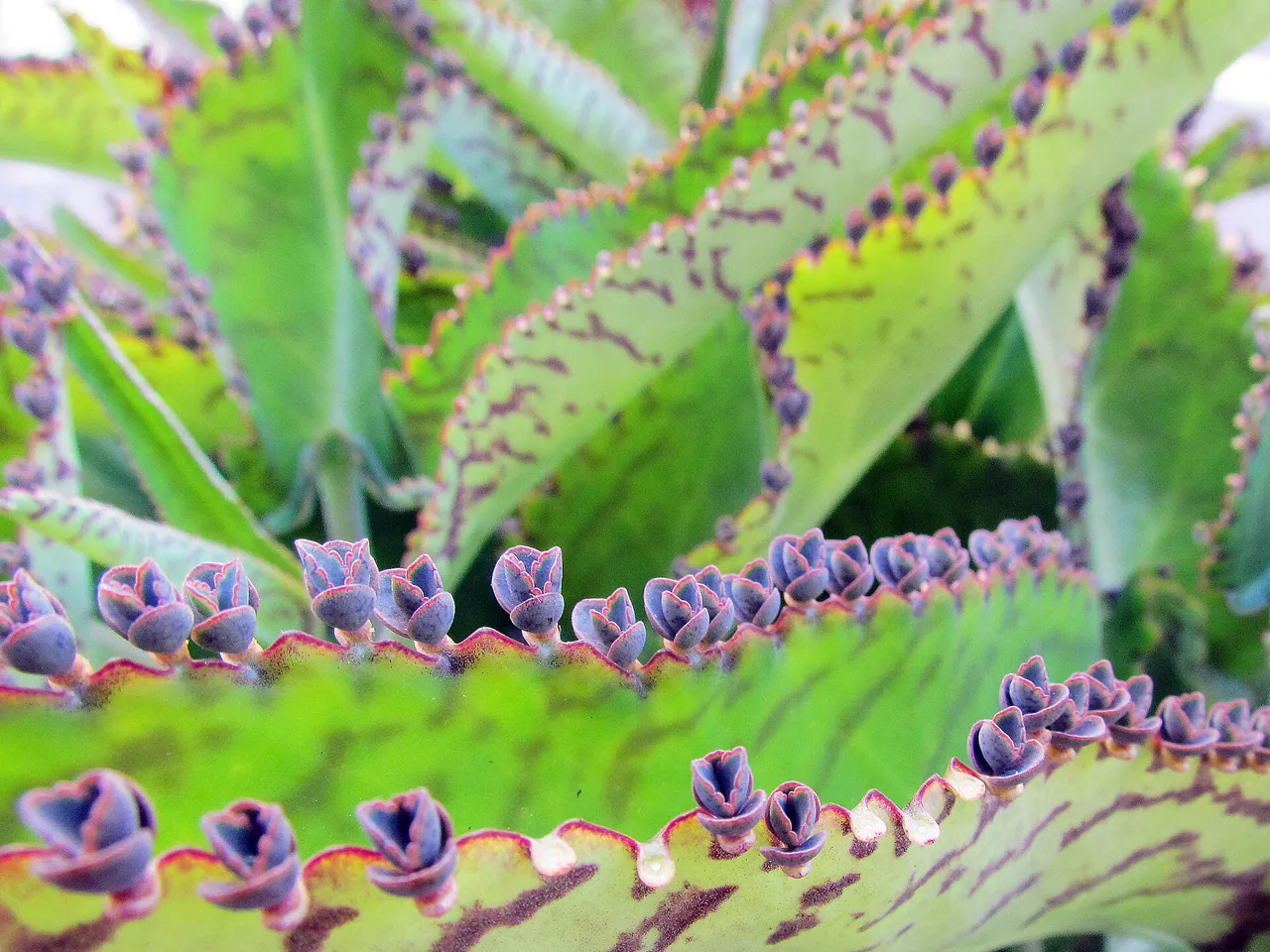 Alligator plant