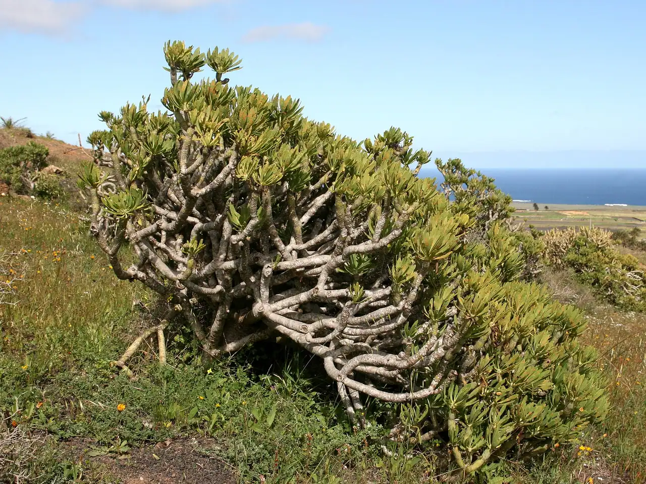 Kleinia neriifolia