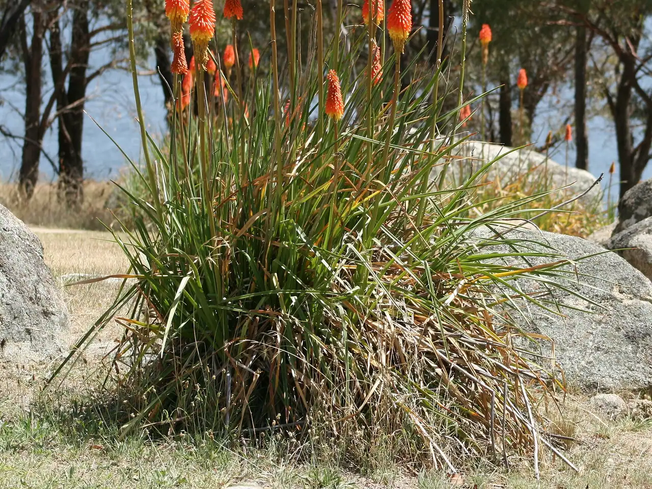 Red Hot Poker