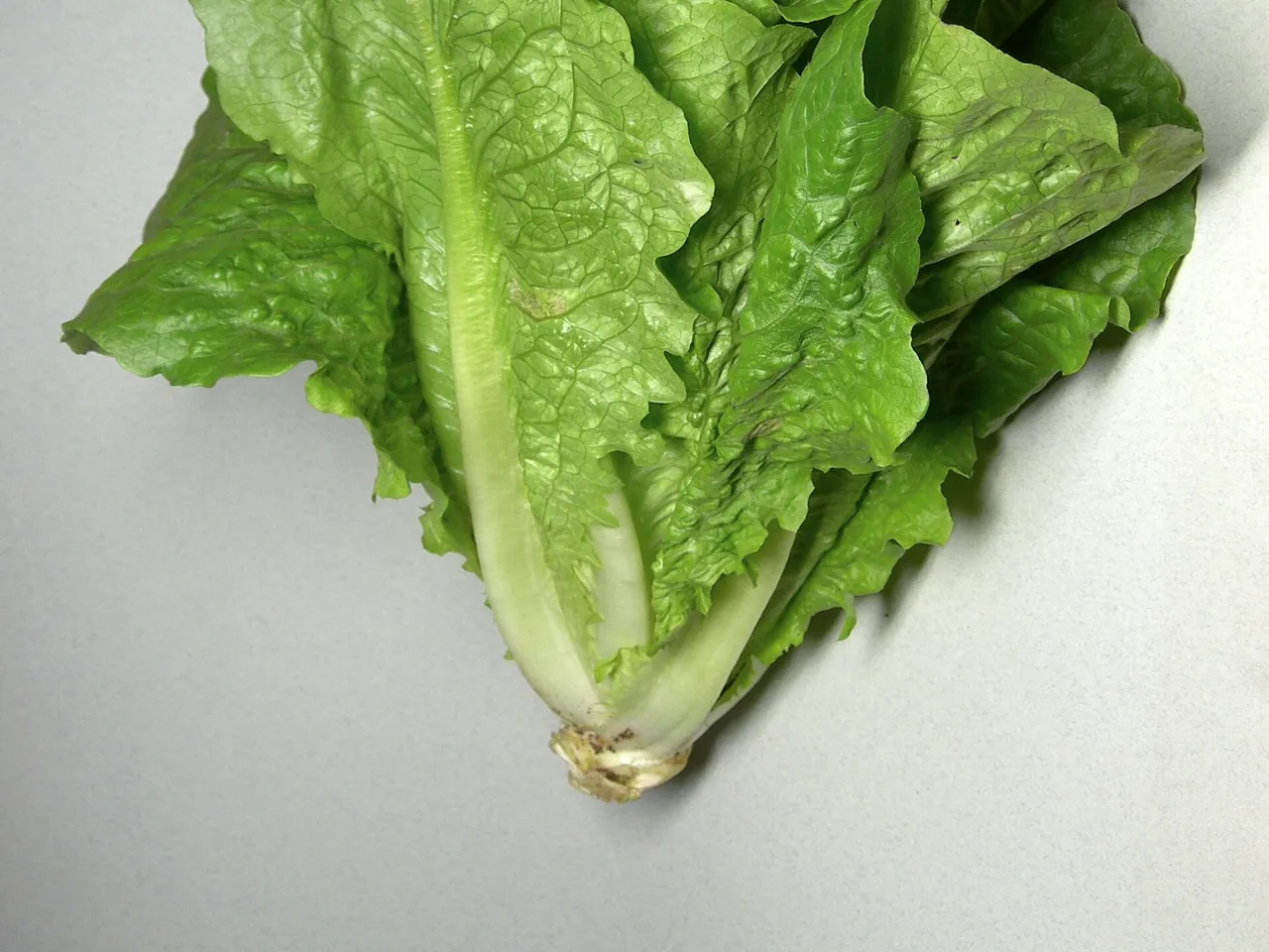 Lettuce