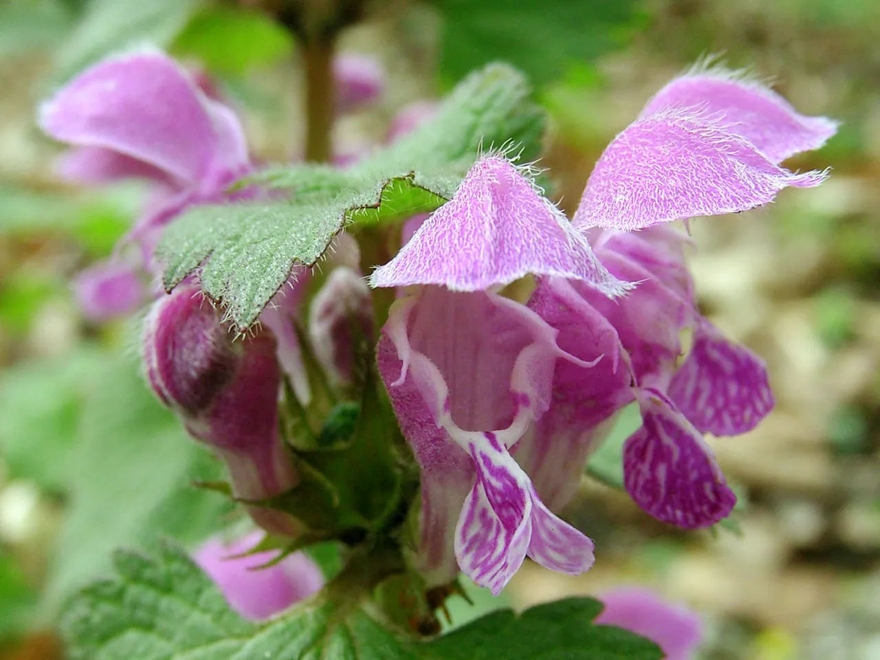 Spotted Dead-nettle