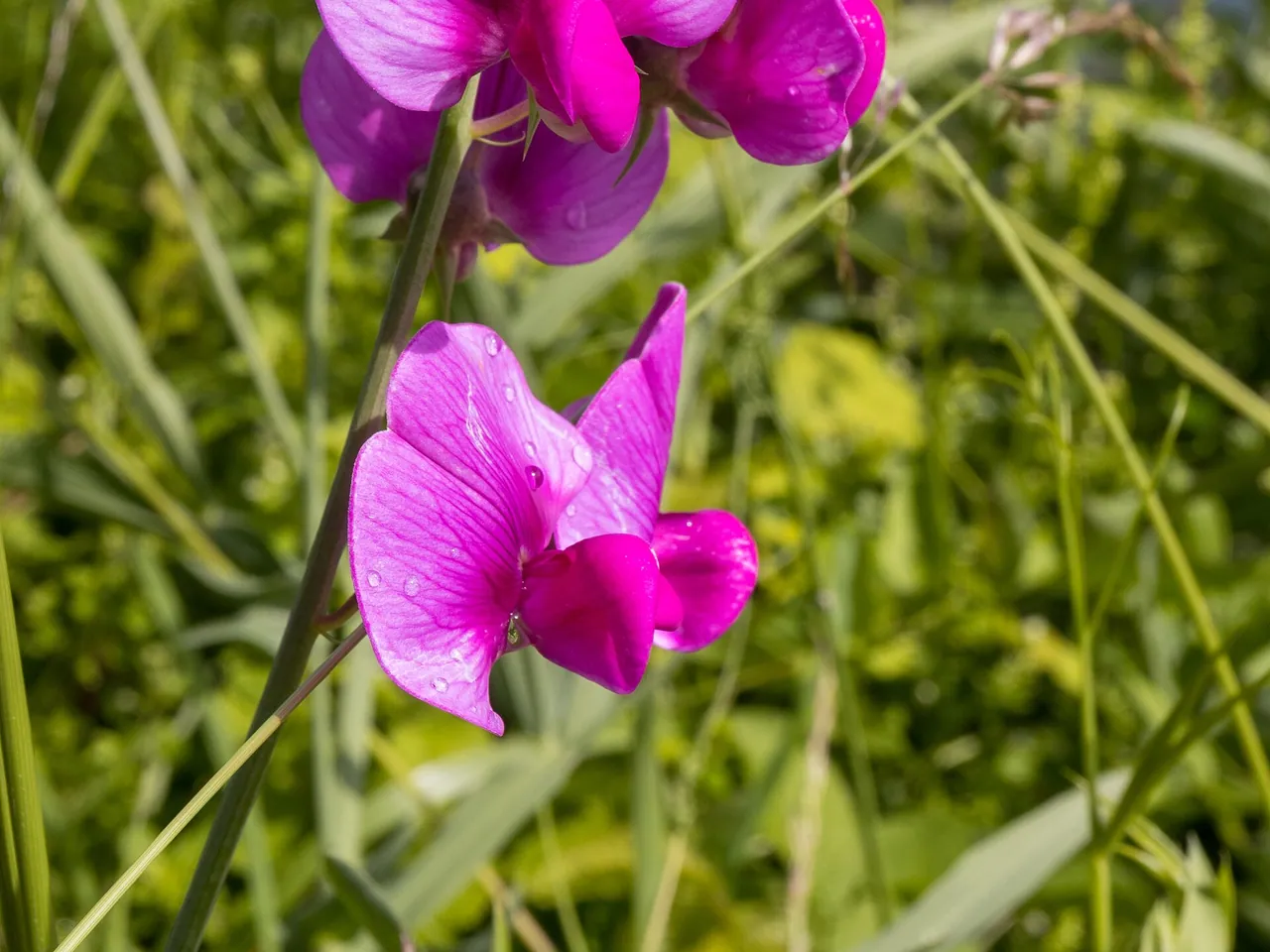 Lathyrus latifolius