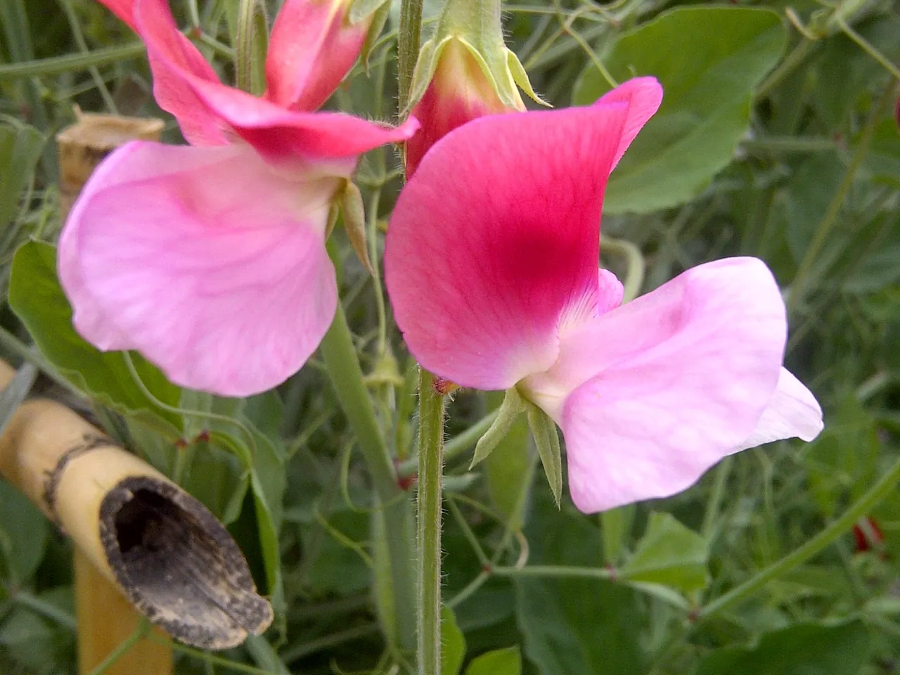 Sweet pea