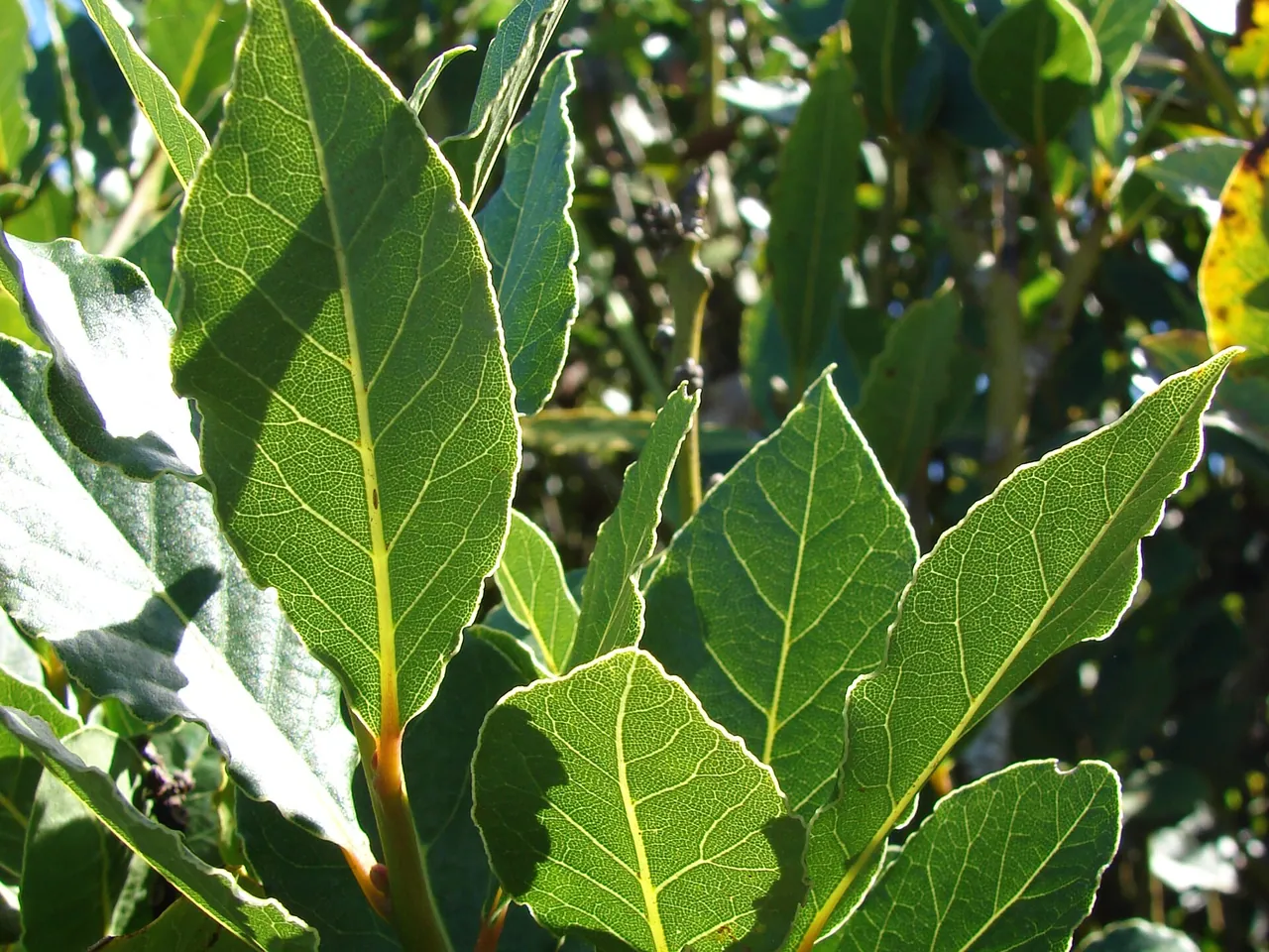 Bay laurel