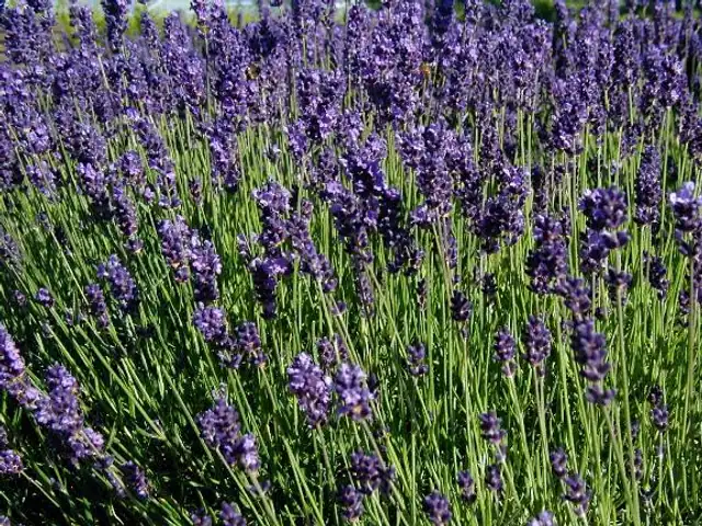 English lavender