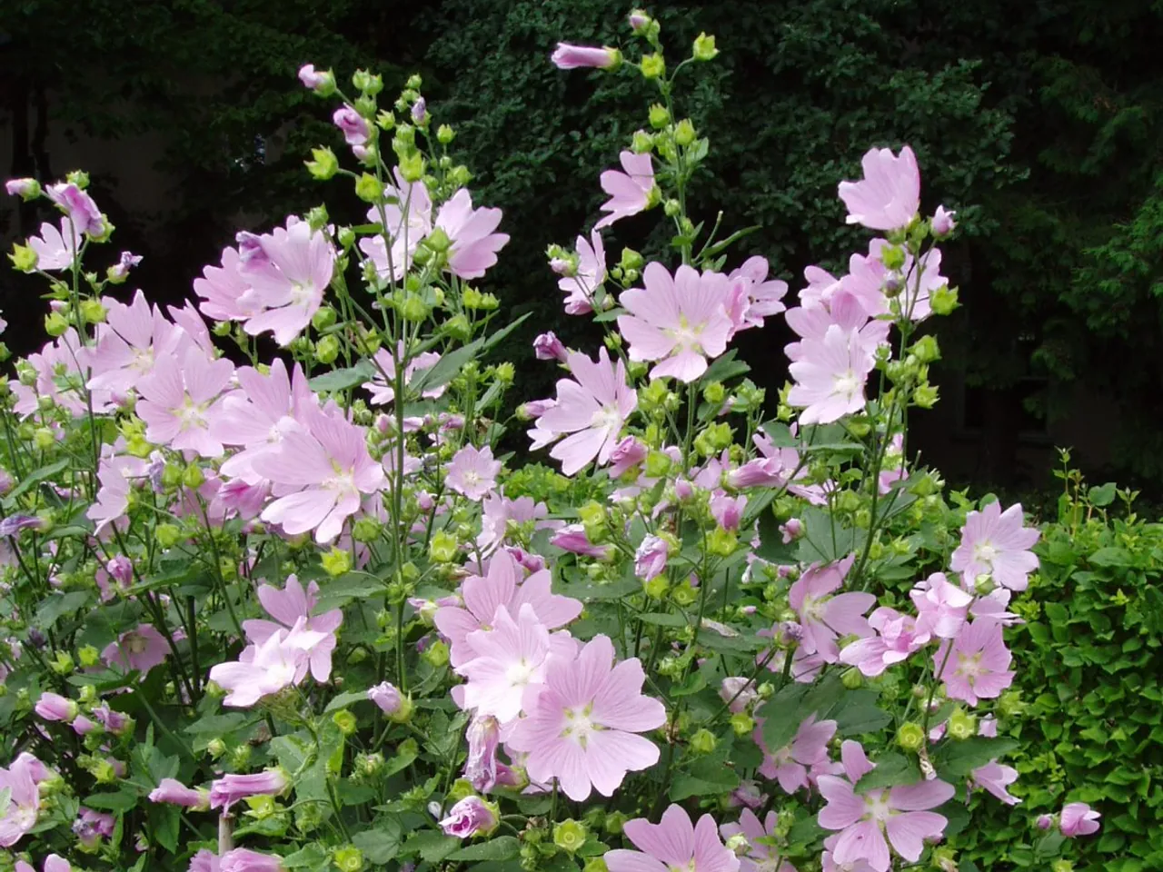 Garden tree-mallow
