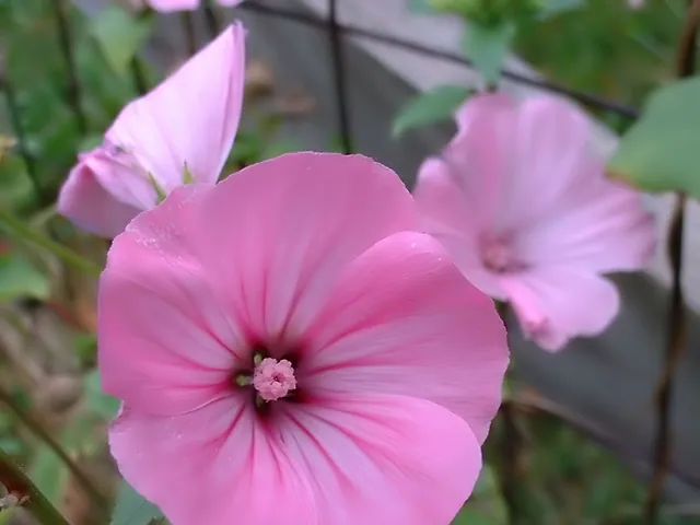 Annual mallow