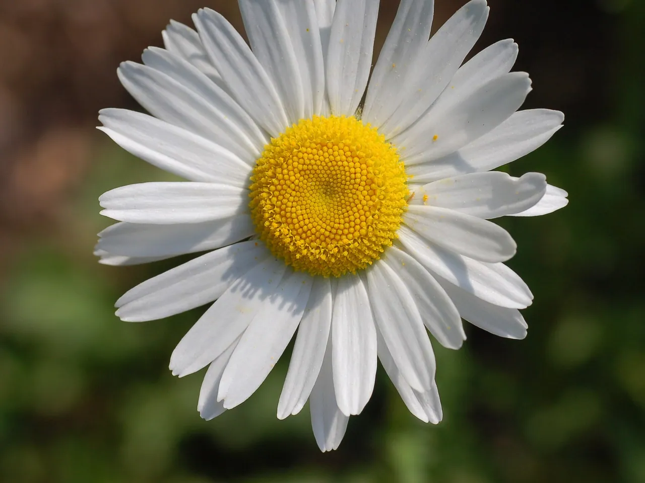 Gewone margriet