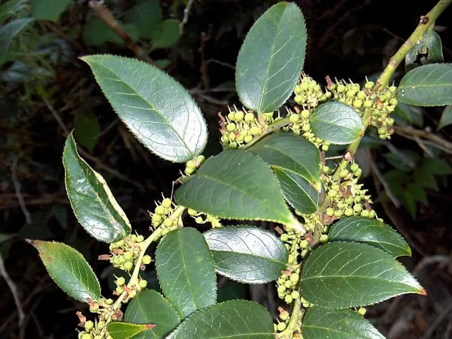 Leucothoe fontanesiana