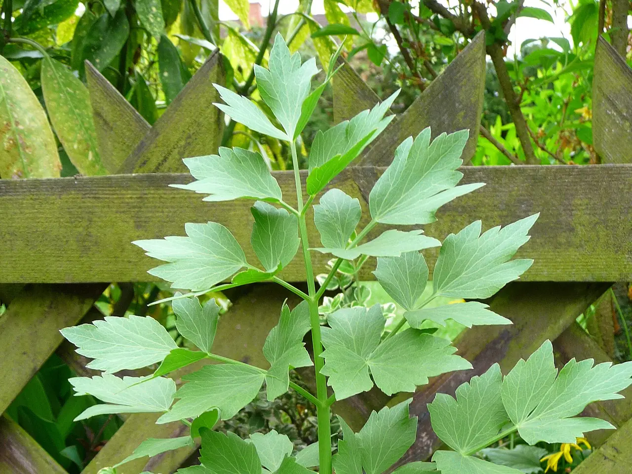 Lovage