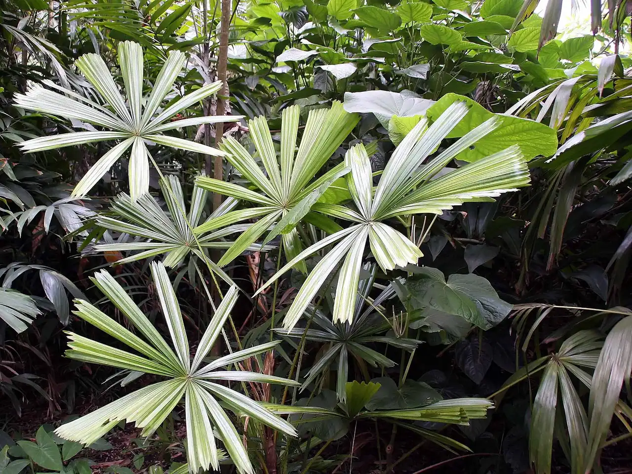 Good Luck Palm