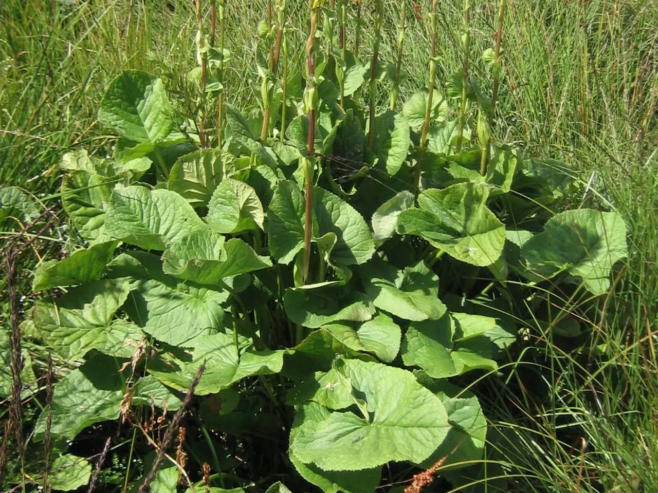 Ligularia sibirica