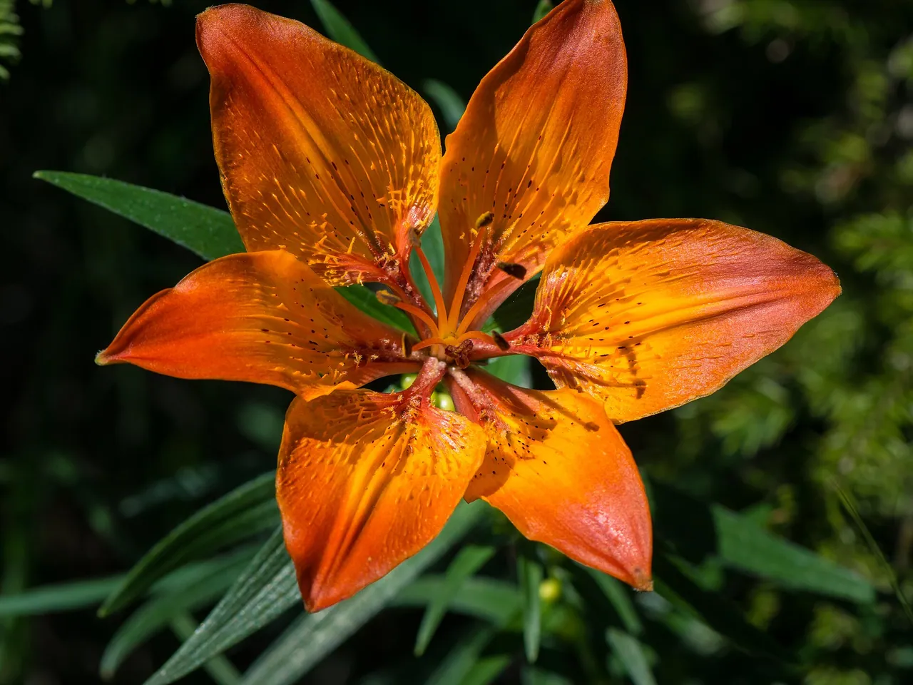 Fire lily
