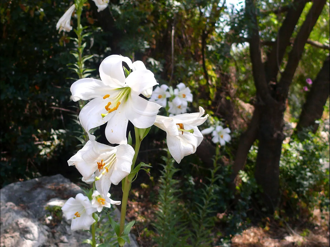 Madonna Lily