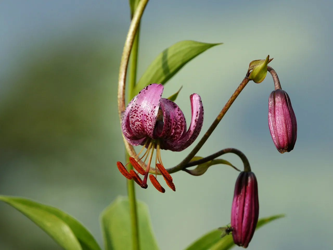 Martagon lily