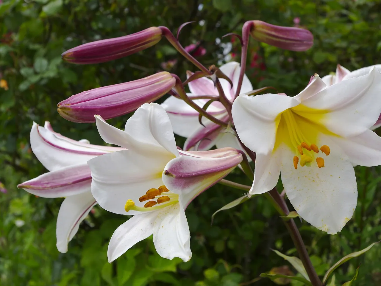 Lilium regale