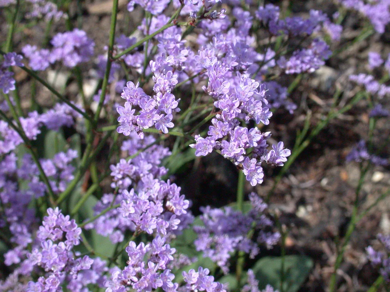Limonium humile