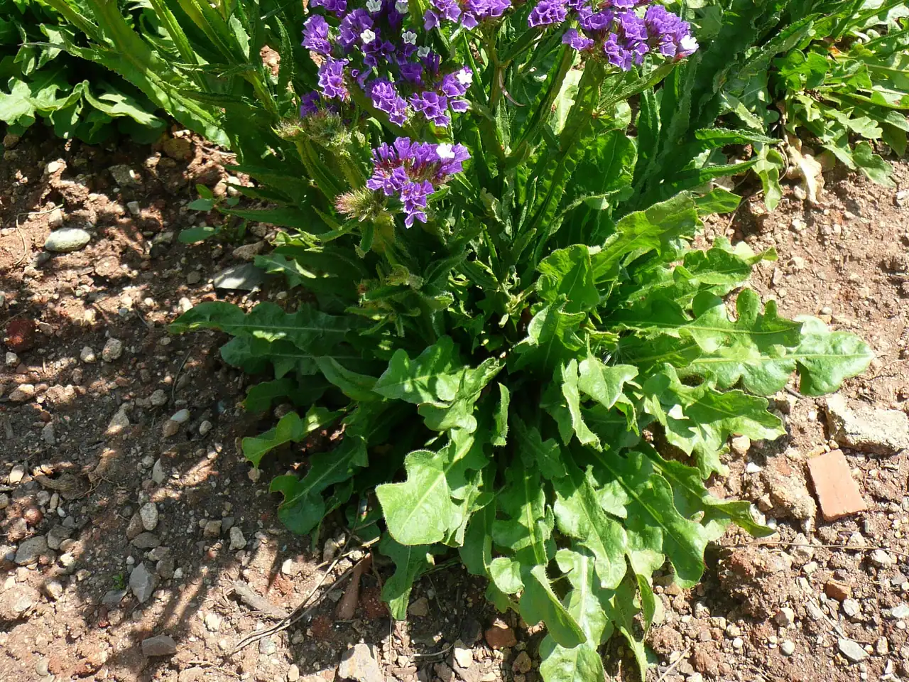 Statice sinuata