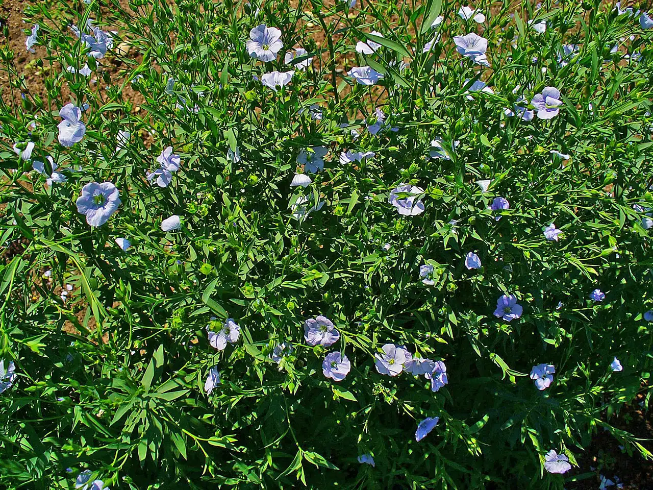 Common flax