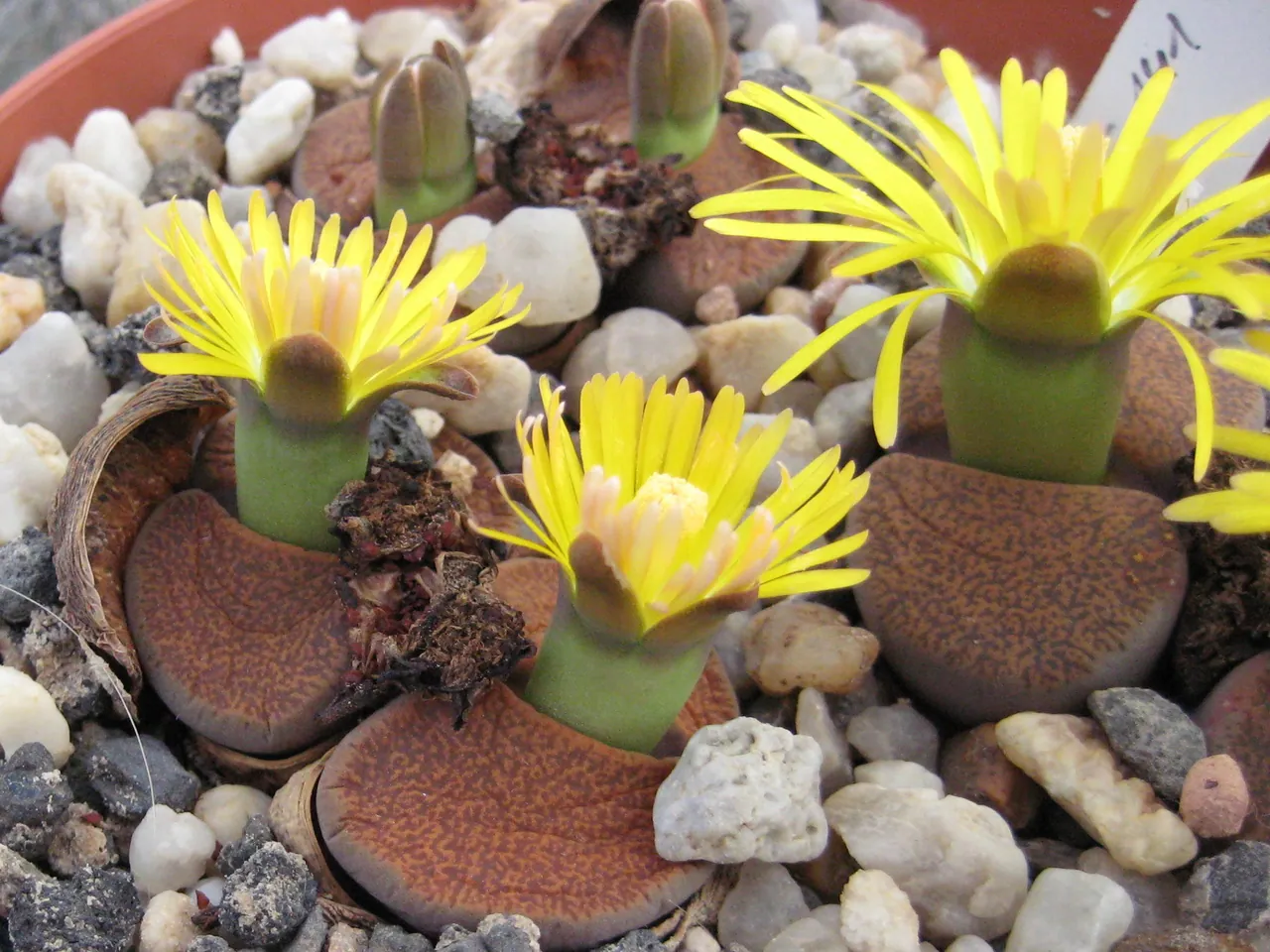 Lithops lesliei