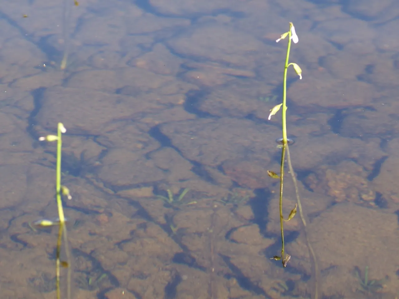 Lobelia dortmanna