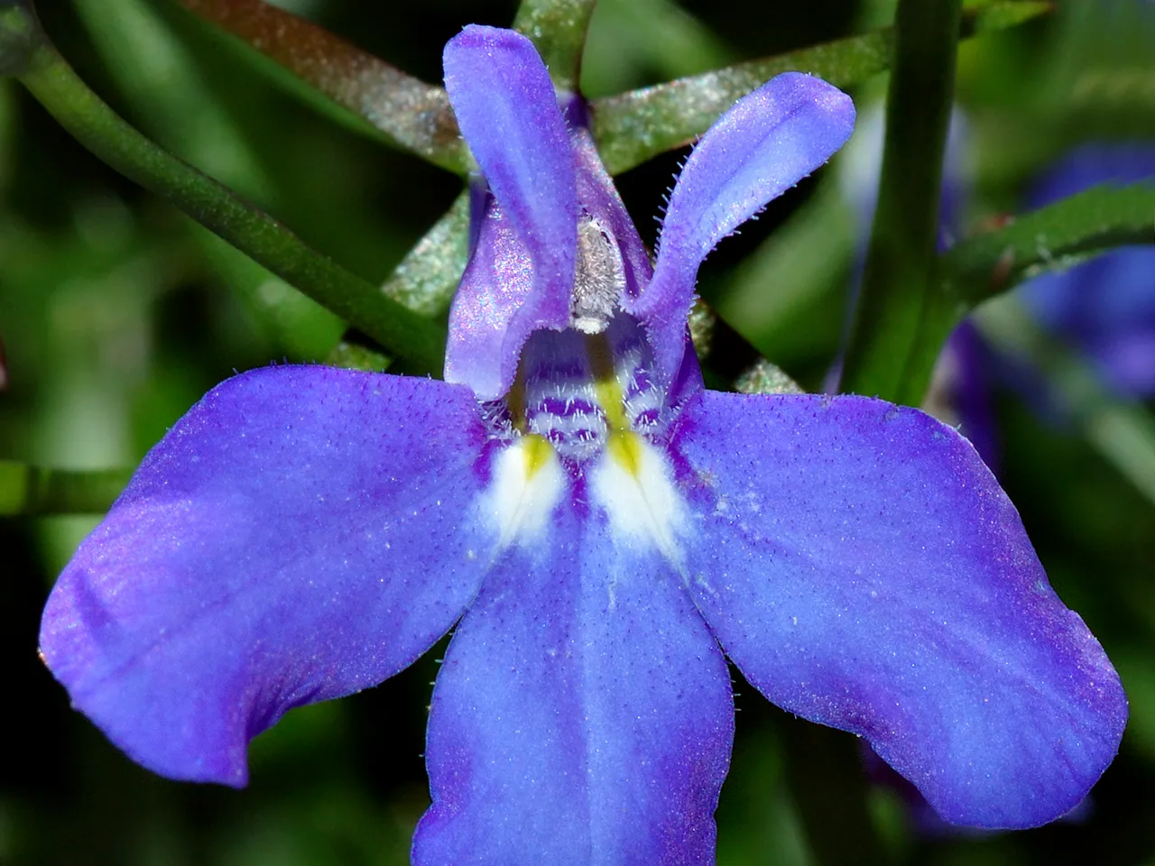 Edging lobelia