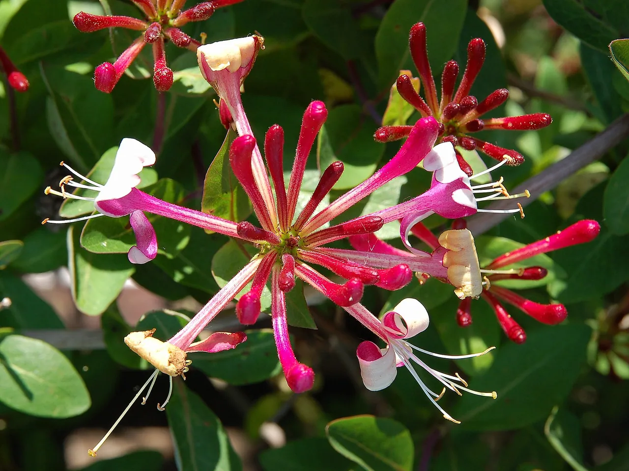 Common honeysuckle