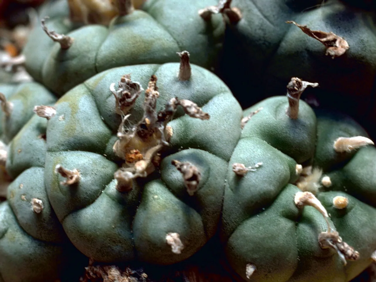 Peyote