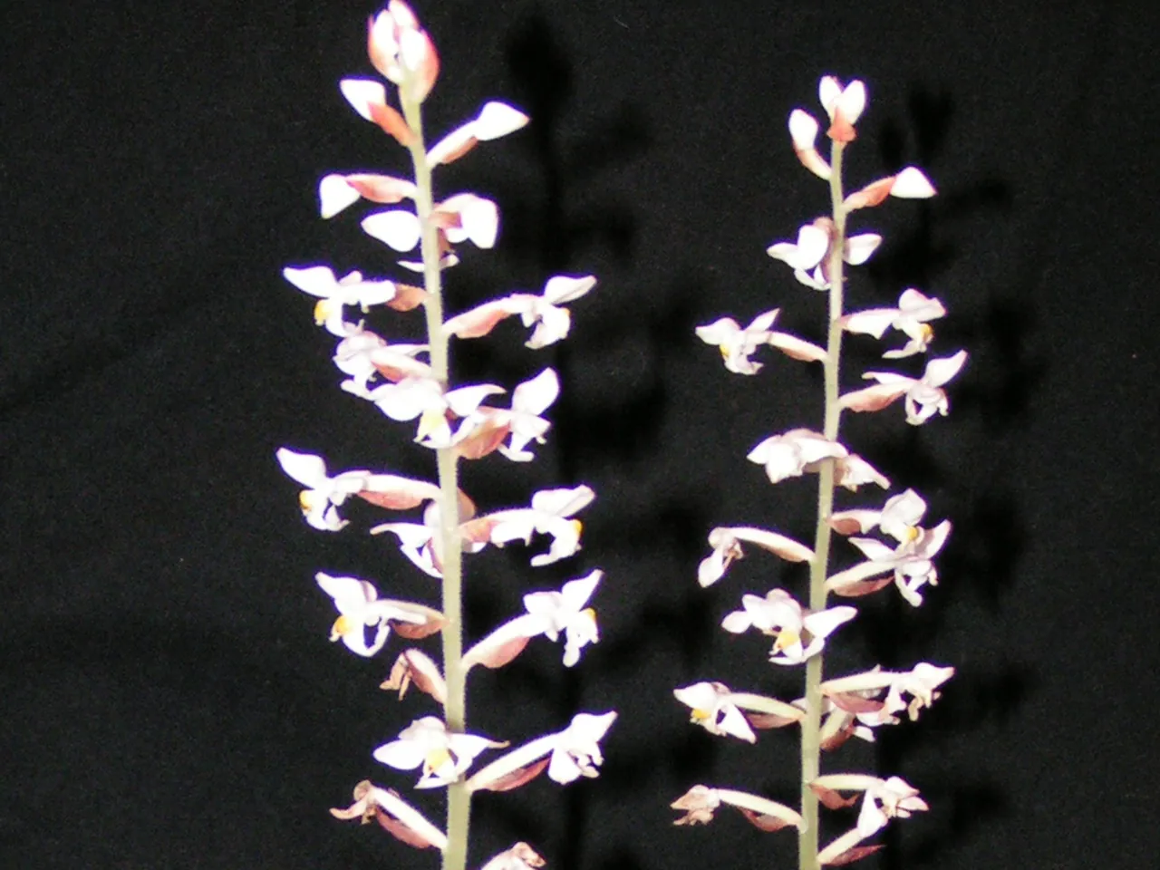 Ludisia discolor