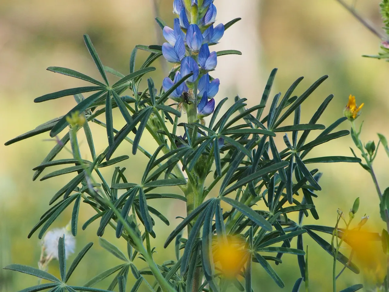 Blue lupin