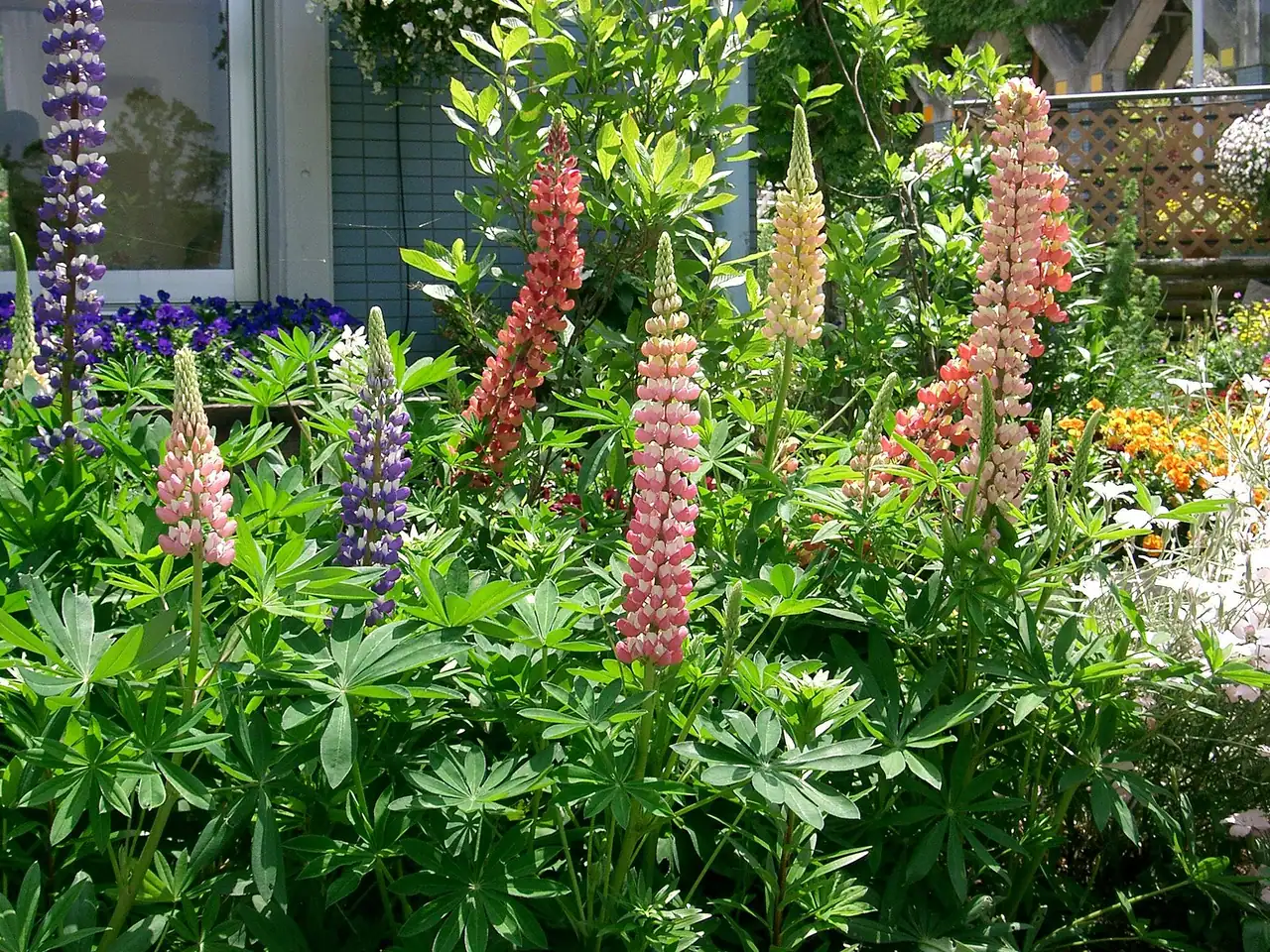 Bigleaf Lupine